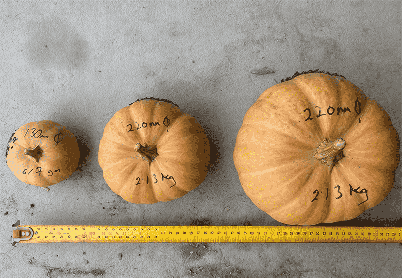 images/1771926435356Pumpkin Sorting Grading Machine.png