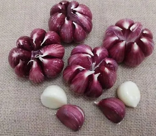 Can the Elephant Garlic Grader Break through the European Market