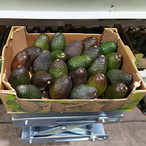 How to grade avocados