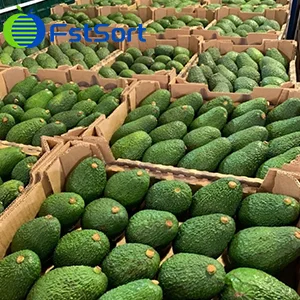 Avocados in Tanzania have access to enter the Chinese Market