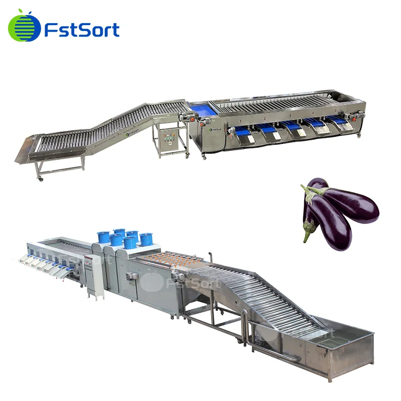 Best Eggplant Sorter for Vegetable Exporters