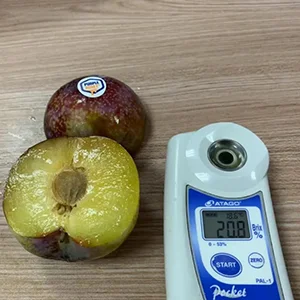 Chilean purple honey plums enter the Chinese market for the first time