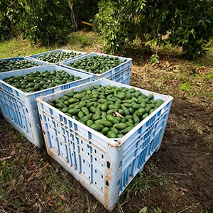 Colombia's avocado industry is growing fast