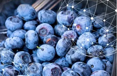 Blueberry sorting grading machine