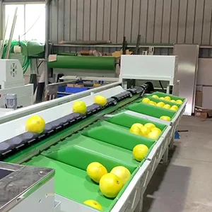Grapefruit mechanical sorting