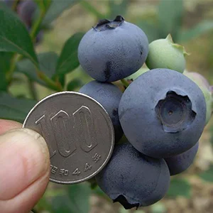 Golden Fruits Blueberry Calibrator