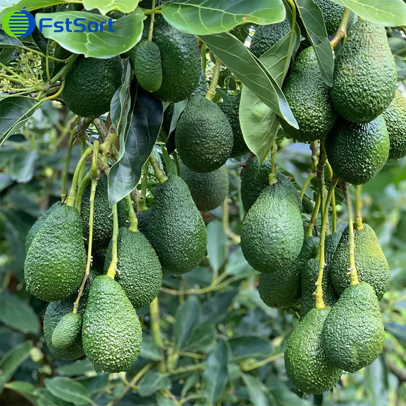 Australian fruit and vegetable giant Costa wants to cut its avocado business