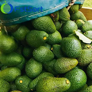 New Zealand avocado export season forced to advance