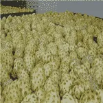 The best way to clean and grading Noni fruit in Indonesia