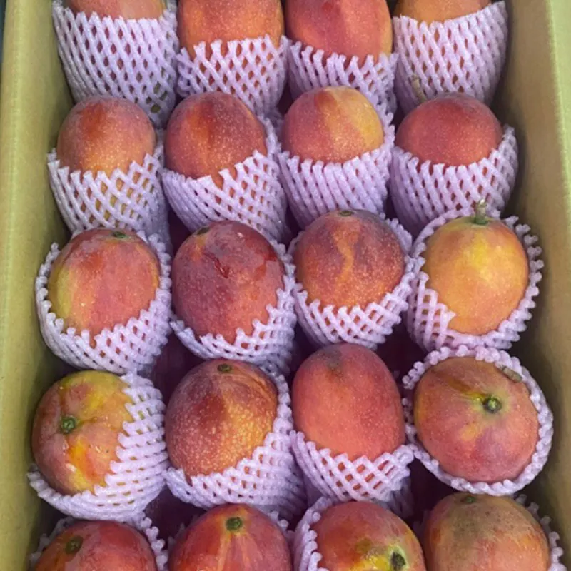 Fstsort processing line helps Peruvian mango harvest season