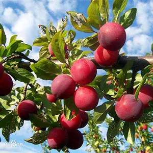 Plum sorting machine sold to Poland