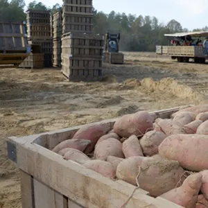 Tackling Tough Muddy Sweet Potatoes! FstSort Washing Jacuzzi Solves Customer's Urgent Problem