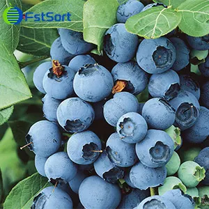 Peruvian blueberry exports set a new record