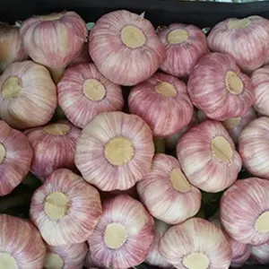 Garlic Peak Season in Egypt