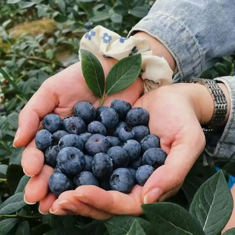 Los arándanos superan a las uvas como la fruta de exportación más valiosa del Perú