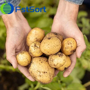 No link between potato consumption and increased risk of heart disease