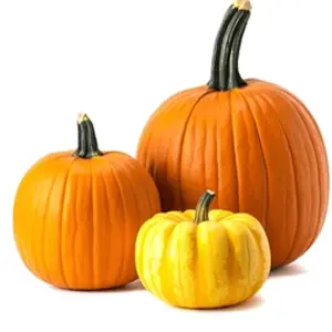 FstSort Launches Customizable Pumpkin Weight Grading Machine