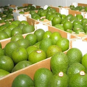 Reasons for the fall in Peruvian avocado prices this season