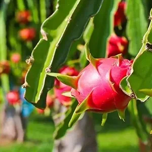 Vietnam builds the largest export-oriented dragon fruit plantation