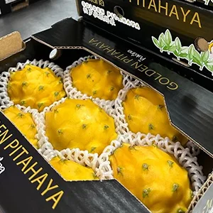 Pitahaya vietnamita VS Pitahaya amarilla ecuatoriana