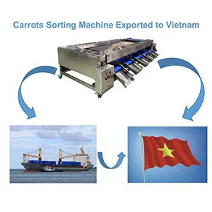 The Vietnamese Customer Ordered A Carrots Sorting Line