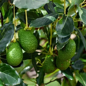 How to make good use of sorting machines to enhance market competitiveness when avocado growers increase