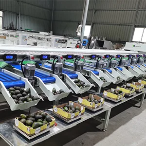 La máquina clasificadora de aguacates por peso con dos líneas