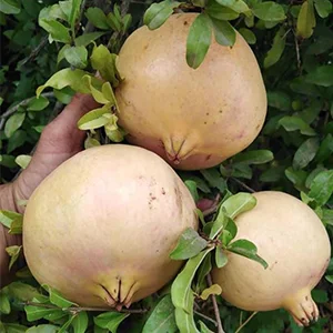 Weight Sorter-Good Helper For Moroccan Pomegranate Sales