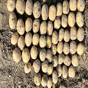 Modernizing Pakistan's Potato Sector: Advanced Grading Technology Presents a Path to Reduce Post-Harvest Losses