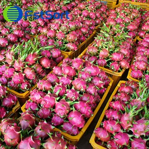 Peru may export dragon fruit and lantern fruit to the United States next year