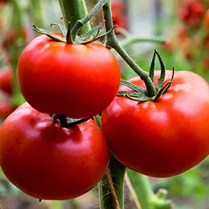 How AI Technology Processes Tomatoes