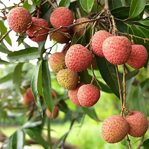 New-fashioned Lychee Sorting Machine
