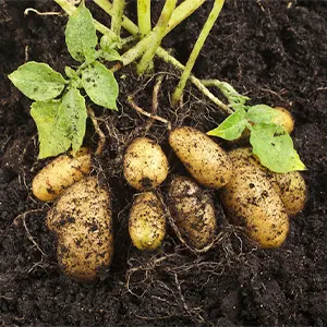 Potato Washing Tank: How to Solve the Soil Problem