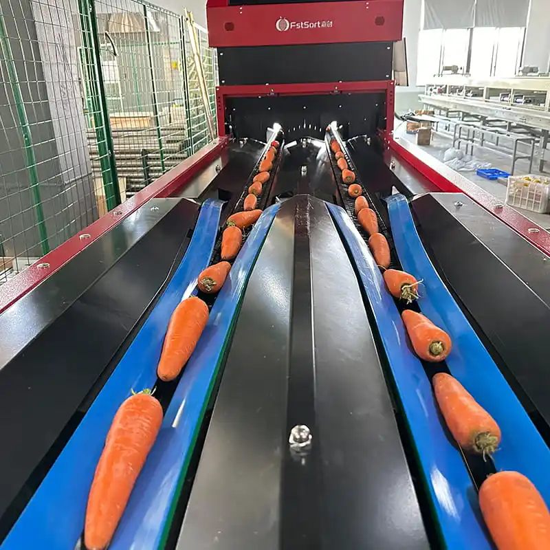Optical sorting technology helps high-quality development of carrot market