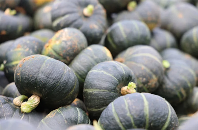 How should the size of the baby pumpkin be sorted