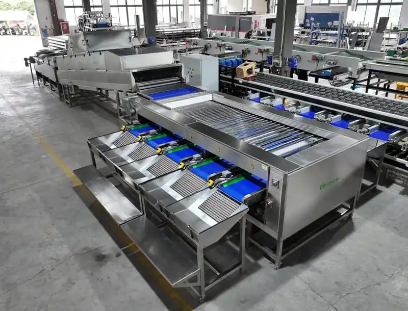 Cassava Washing Drying and Sorting Line