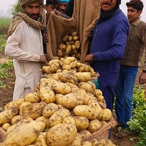 Potatoes Sorting Classifier - Bangladesh Export Necessary