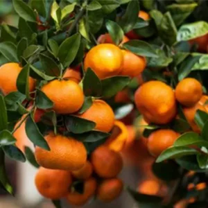 First batch of ClemenGold tangerines landed in Shanghai
