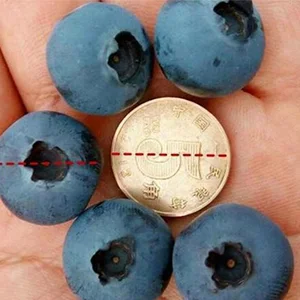 Are Bigger Blueberries Better