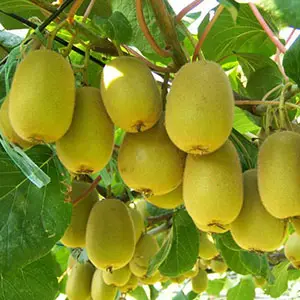 Greek kiwi production is among the top five in the world.