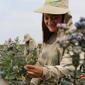 Peruvian blueberries enter export peak