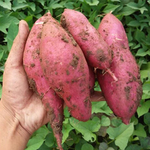  sweet potato sizer, Sweet potato sorter, sweet potato grader, sweet potato washing and drying classifier, sweet potato grading machine, sweet potato cleaning and drying grading machine