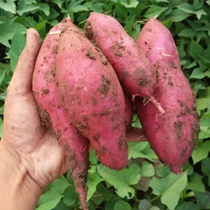 Why do we have to grade sweet potatoes