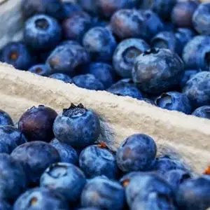 China may become a good choice for Peru blueberry export destination