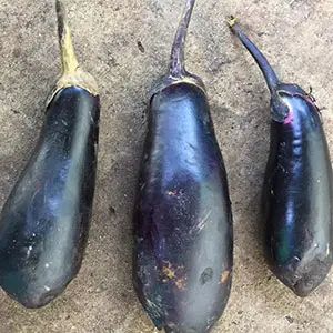 Will stalk influence sorting for eggplant