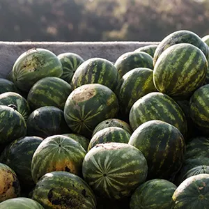 Clacificador por peso de sandía