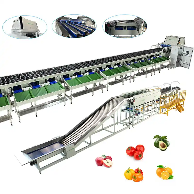 Bell pepper sorting processing line