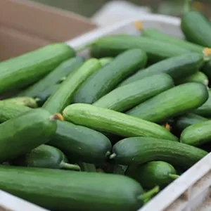 ¿Te gustan los mini pepinos