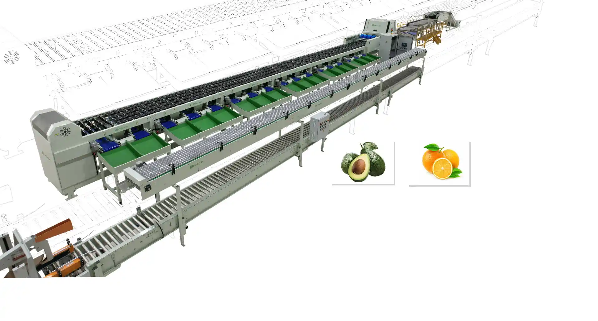 Mandarin Cleaning and Sorting Machines - fruit processing machine