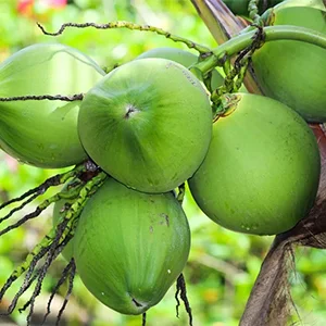 Coconut graders will be in great demand in the Philippines